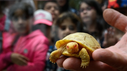 Latest company news about Nadir, daha önce hiç görülmemiş bebek albino Galapagos dev kaplumbağası İsviçre hayvanat bahçesinde görücüye çıktı