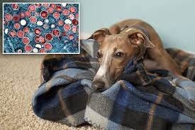 Latest company news about İlk şüpheli insandan evcil hayvana bulaşmada köpek, maymun çiçeği için pozitif testler yaptı