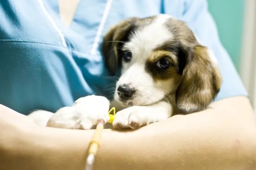 Latest company news about Gizem virüsü düzinelerce köpeği öldürür - çoğunlukla Michigan'daki yavru köpekler