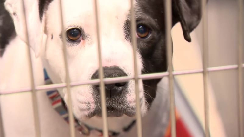 Latest company news about Parvo, Michigan'da düzinelerce köpek ölümünden sorumlu tutuldu: Evcil hayvan sahiplerinin bilmesi gerekenler