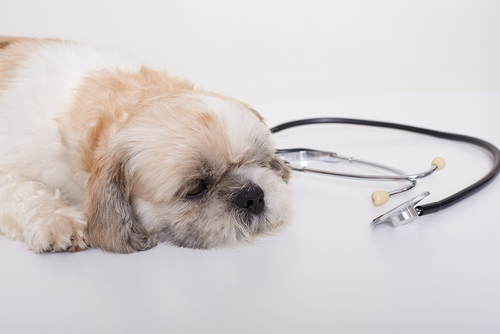 Latest company news about Köpeklerde Bilinmeyen Solunum Hastalığı: Bilmeniz Gerekenler
