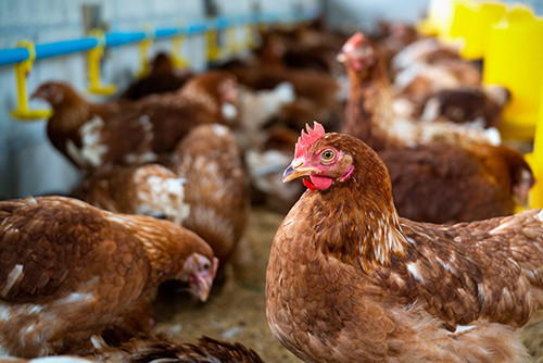 Şirketle ilgili en son haberler Yeni Bir Tehdit: H5N1'in Üçüncü İnsan Vakası Onaylandı