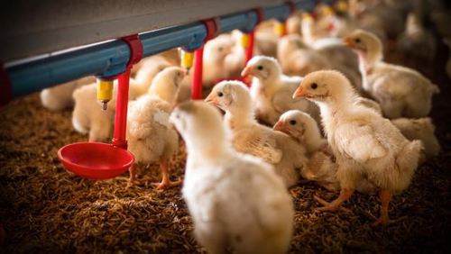 Latest company news about Kuş Gribi H5N1: Halk Sağlığı İçin Artan Endişe