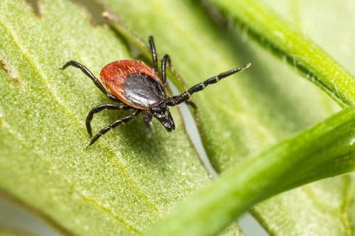 Latest company news about Lyme Hastalığını Anlamak: Nedenleri, Belirtileri ve Önlemleri